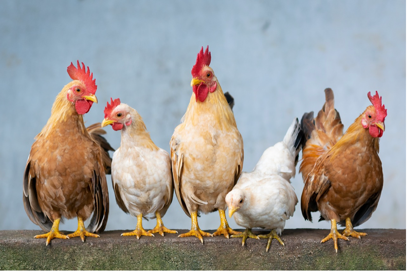 Happy Free Range Chickens