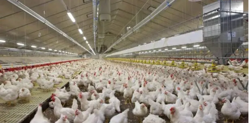 Modern Poultry Facility